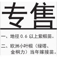 哈尔滨专售紫椴苗 专售地径0.6以上紫椴苗 紫椴苗基地