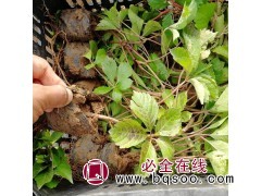 五叶地锦袋苗图1