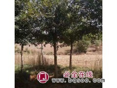 五角枫图1