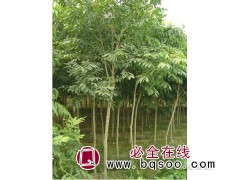 2-10公分无患子(肥皂树)供应 海宁广福苗木基地 无患子图1