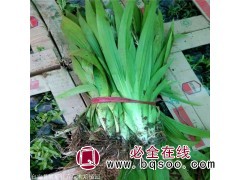 黄菖蒲厂家 辽宁黄菖蒲苗 水体绿化 凯盛宿根花卉黄菖蒲苗供应图1