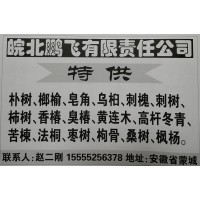 特供各种规格朴树精品树 皖北鹏飞苗木供应朴树 安徽朴树基地