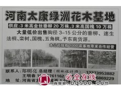 供应3米高金丝垂柳20万株,3米高国槐10万株图1