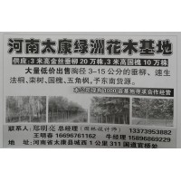 供应3米高金丝垂柳20万株,3米高国槐10万株