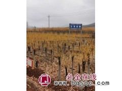 2年帽8-35公分10000棵低价出售 玉英苗圃金枝槐基地图1