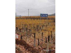 金枝槐