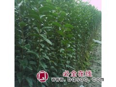 大叶女贞价格表 大叶女贞苗木 大叶女贞树苗销售电话 飞扬苗木图1