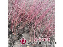 红瑞木价格1万株销售 吉林红瑞木价格 丛生红瑞木 贤达苗圃图1