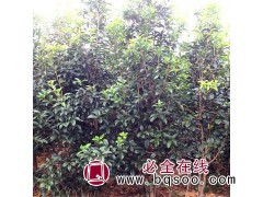 高杆桂花3-20公分量大 温江顺景花木园 桂花树 大桂花基地图1