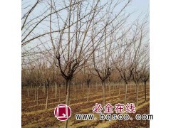 八公分染井吉野樱花 樱花批发 江苏樱花基地 三叶园林樱花园图1