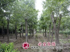 供应8-25公分速生白蜡 绿化白蜡小苗 白蜡行道树 汇赢苗木图1