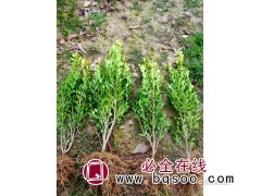 河南瓜子黄杨、小叶黄杨、河南豆瓣黄杨、 河南诚信园林苗圃场图1