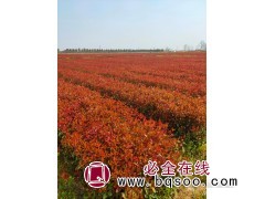 红叶石楠杯苗高40到60颗河南诚信园林苗圃场图1