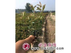 红叶石楠大杯苗图1