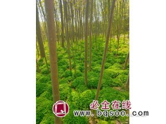 大量供应红花草，红花草基地，信阳红花草培育基地图1