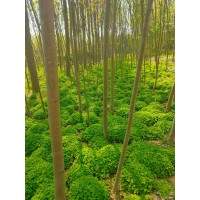 大量供应红花草，红花草基地，信阳红花草培育基地