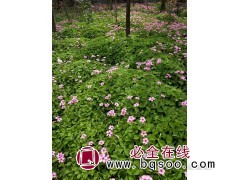 大量供应红花草，红花草基地，信阳红花草培育基地图2