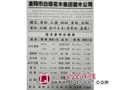 供应1.5-4公分红枫树苗 洛阳红枫小苗大量 白塔花木集团图1
