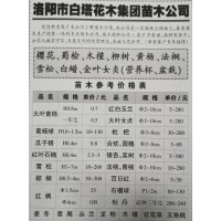 供应1.5-4公分红枫树苗 洛阳红枫小苗大量 白塔花木集团