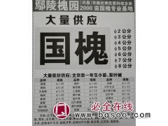 大量供应φ2-8公分国槐 2000亩国槐专业基地 绿佳苗木图1