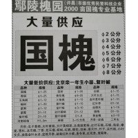 大量供应φ2-8公分国槐 2000亩国槐专业基地 绿佳苗木