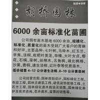 胡桥园林低价销售4-12公分速生法桐、8-10公分黄栾树