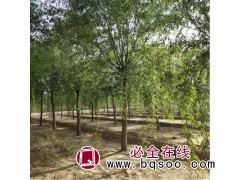 柳树批发采购-鑫兴苗木-柳树批发 垂柳小苗树苗 嫁接垂柳树图1
