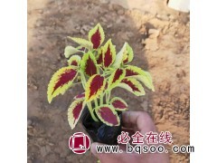 彩叶草苗 青州彩叶草繁育基地 供应彩叶草颜色多量大 先科花卉图1