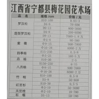 江西罗汉松、江西造型罗汉松 精品罗汉松供应 江西宁都梅花园