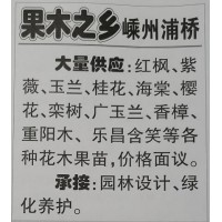 嵊州浦桥大量供应各种规格红枫苗、紫薇树，浙江花木基地