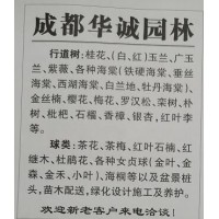 成都桂花树，精品桂花树批发 华诚园林专供大型桂花树