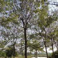 三岗绿都苗圃供应三角枫、皂角30-40-60 合肥苗木基地