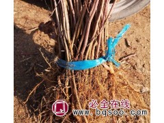鸿发山丁子苗 40公分高山丁子苗供应价格 哈尔滨山丁子苗基地图1