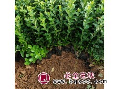 卫矛苗供应出售 批发卫矛小苗 开原卫矛种植基地 永顺苗木图1