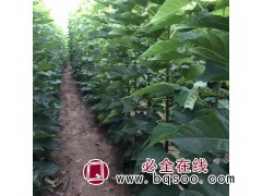 楸树小苗，周口楸树基地，河南周口景创园林楸树基地专供楸树苗图1