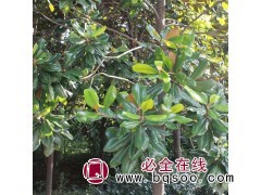南京广玉兰苗木出售价格从优;广玉兰苗木出售基地直销 温泉苗圃图1
