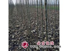2-20公分楸树供应，梓树小苗，中洛0432 洪志园林楸树图1
