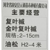 供应2-15cm复叶槭 金叶复叶槭苗 复叶槭基地 河北苗木网