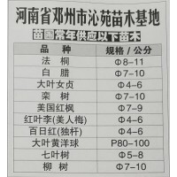 南阳法桐基地 8-11公分法桐现货供应 沁苑苗木 南阳苗木网