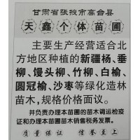 甘肃苗木网 供应新疆杨 1-5公分新疆杨苗木 新疆杨基地