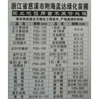 产地直销价供给大叶黄杨球P20-120 浙江苗木网 孟达绿化