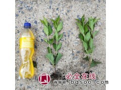 东北红花王子锦带小苗 园林绿化小苗 红王子锦带扦插小苗图1