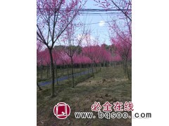 红梅基地批发红梅价格 耐旱易成活红梅 规格齐全 长沙风华苗木图1