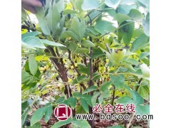 观赏牡丹|观赏牡丹苗|宪贵牡丹苗|菏泽牡丹种植|观赏牡丹价格图1