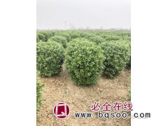洪福园林供应各种规格的大叶黄杨苗，黄杨球，黄杨柱，黄杨苗图1