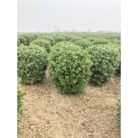 洪福园林供应各种规格的大叶黄杨苗，黄杨球，黄杨柱，黄杨苗