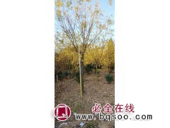 洛阳黄金槐小苗，黄金槐成品苗，鸿福园林供应黄金槐精品苗木图1