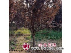 主干直紫叶李 景新苗木精品绿化苗红叶李 批发5公分密枝红叶李图1