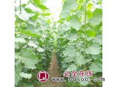 河北省窄冠白杨种苗基地 杨树苗 白杨 速生杨树苗绿化环境图1