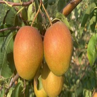 红香酥梨树苗品种表现 红香酥梨树苗今年价格 产量高 好成活